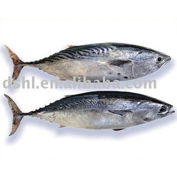 Gefrorene gestreifte Bonito, Bonito Fisch, Bonito Thunfisch, Skip Jack Fische, Bullet Fisch, Bombe Fisch, Thunfisch